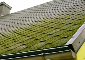 Algae growth on roof